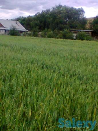 Продам Ферму, Коксай, фотография 6