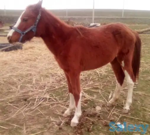 табун породистых лошадей, фотография 4