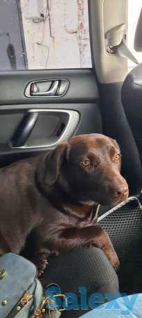 Потерялась собака, фотография 1