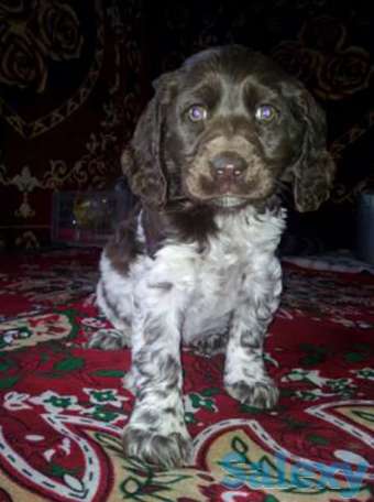Продам щенка спаниель, фотография 1