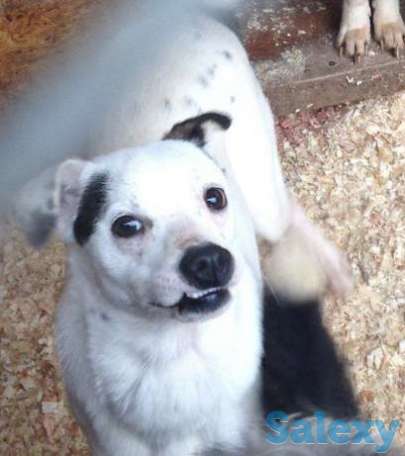 Отдается молодая собака а-ля далматин, фотография 1