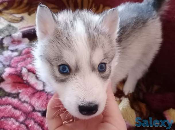 Щенки Сибирской Хаски, фотография 9