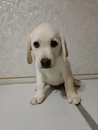 Щенки Лабрадор ретривер, фотография 7