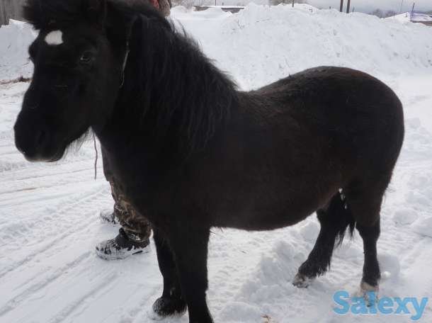 Продам 2х пони и сани к ним, фотография 1