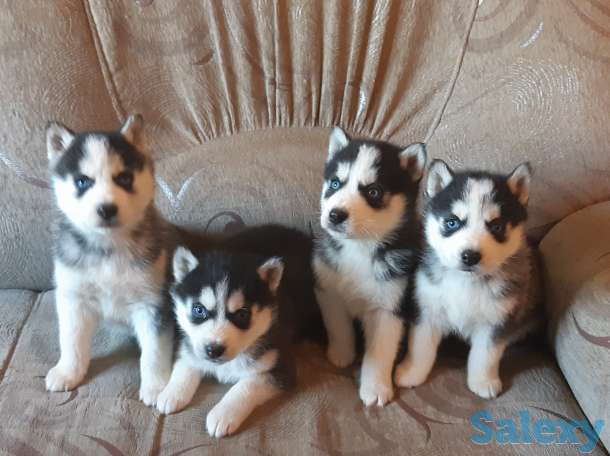 Щенки сибирской хаски, фотография 1