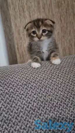 Отдам в хорошие добрые и заботливые руки, две девочки один мальчик веслоухие чистенькие игривые, фотография 1