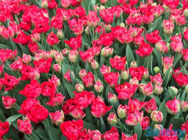 Тюльпаны оптом к 8 марта, фотография 15