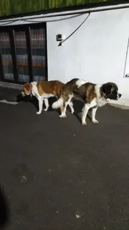 Продам щенка девочку чисто кровная, с документами привитая, Московская сторожевая, фотография 3