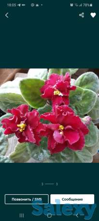 Цветущие фиалки, фотография 1