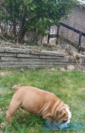 Здоровый красивый щенок английского бульдога, фотография 5