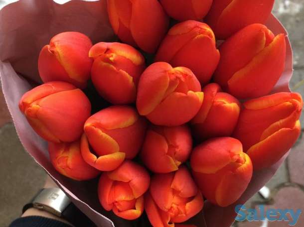 Голландские тюльпаны 10 лучших сортов,оптом и в розницу !, фотография 10