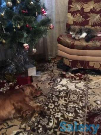 Отдам в хорошие руки Английского кокер спаниеля, фотография 1