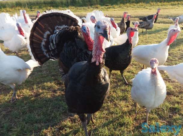 Индюки, мясо индюка, фотография 1