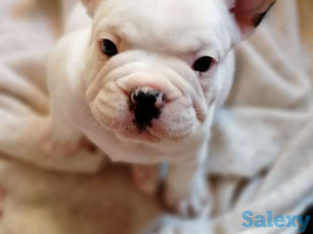 Французские бульдоги, фотография 4