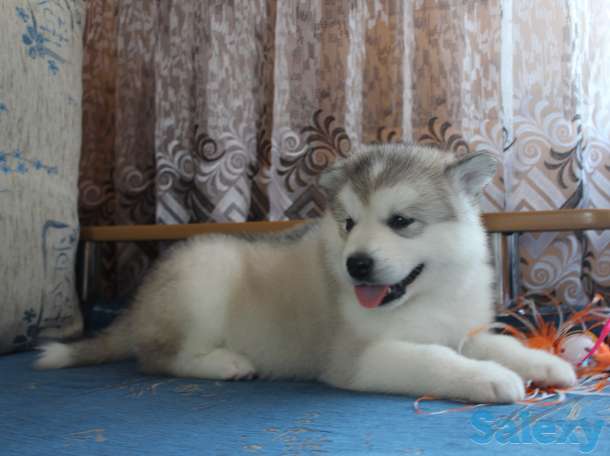 Щенки Аляскинского маламута, фотография 2