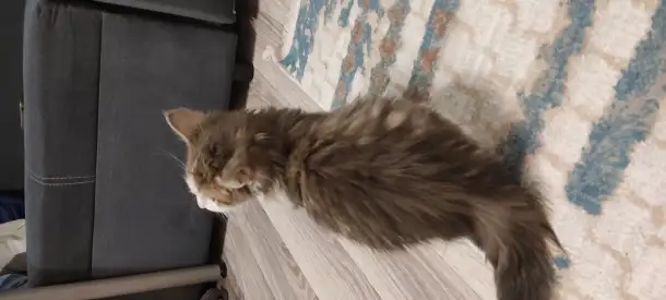 Отдам котенка девочку в добрые руки, фотография 2