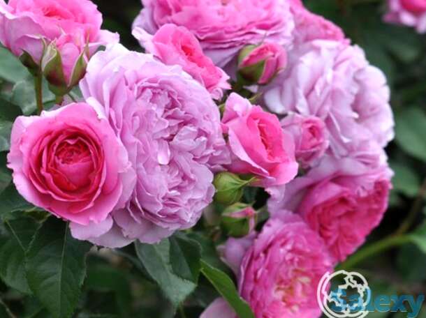 Роза рене ван ведберг, фено гено, фотография 1