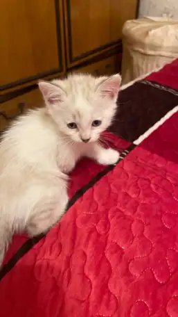 Отдам котят в хорошие руки, фотография 2