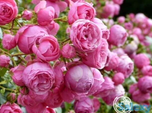 Роза помпонелла флорибунда, топалович, фотография 1