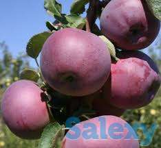 Саженец яблони Саркыт ММ 106, фотография 1