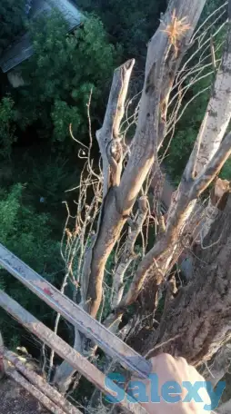 Спил деревьев по городу Алматы и Алматинской области, фотография 12