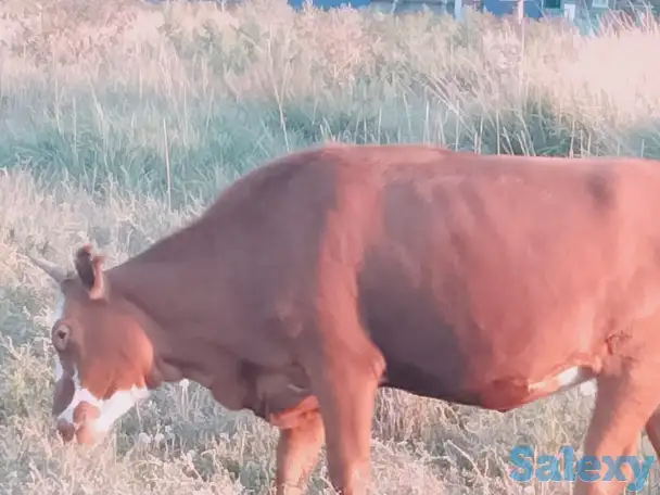 Продаю 2х годовалую тёлку., фотография 3