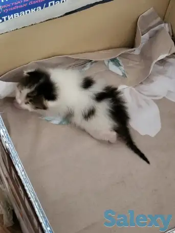 Котенок в добрые руки, фотография 2