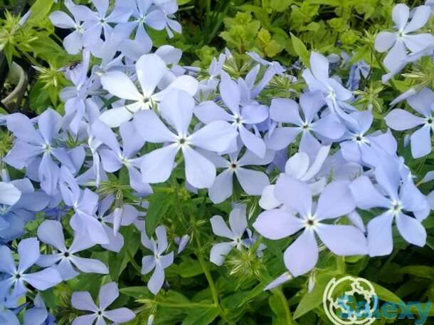 Флокс растопыренный Клаудз оф Парфюм, фотография 1