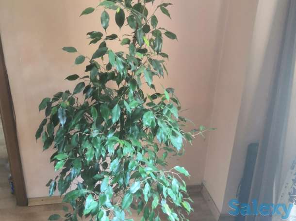Фикус Бенджамина, фотография 3