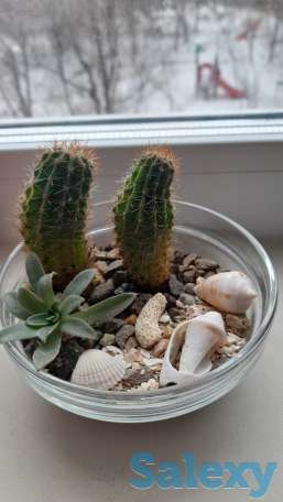 Флорариум, фотография 2