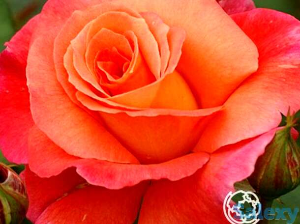 Роза фрайзингер моргенрёте кустарниковая, топалович, фотография 1