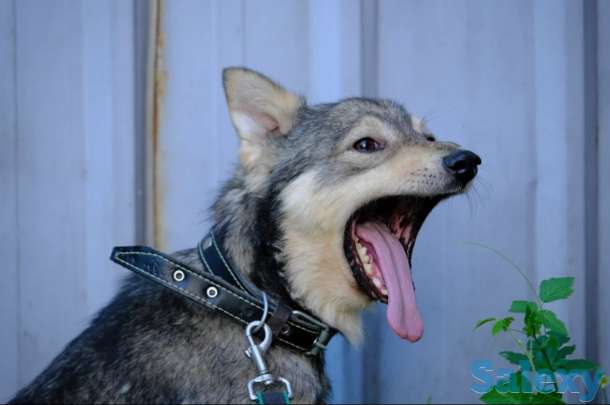 Отдам собаку, фотография 7