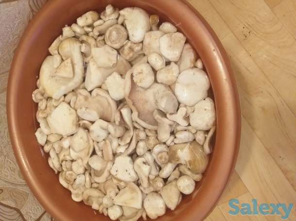 Грибы, фотография 2