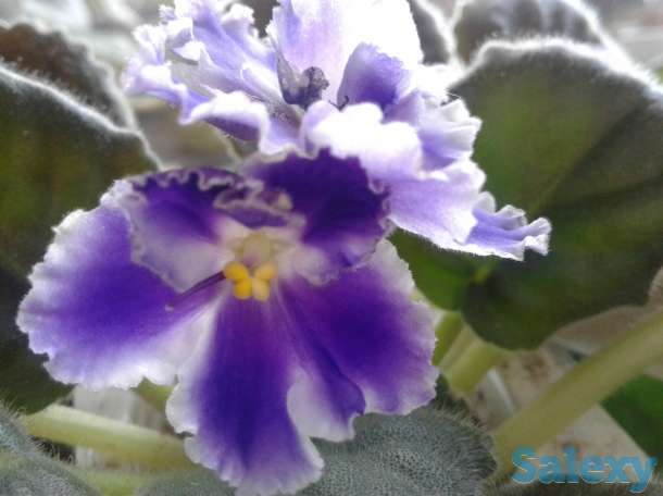 Фиолетовая и бордовая сортовая фиалочка цветущая., фотография 1