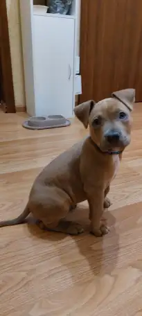 Щенок Амстаффа 2 месяца,мальчик, фотография 4