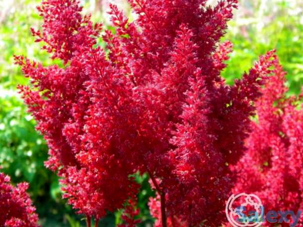 Астильба японская Монтгомери, фотография 1