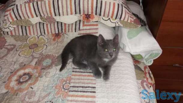 Отдадим котят, фотография 1