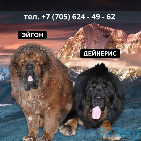 Продам щенков тибетский мастиф, фотография 1