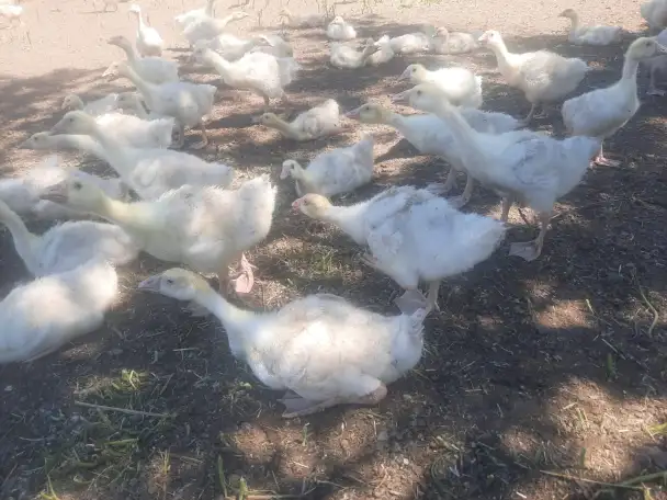 Продам утят и гусят, фотография 3