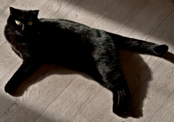 Отдадим шотландскую вислоухою кошку бесплатно, фотография 4