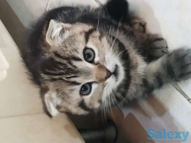 Продаются Шотландские Скоттишь Фолд, фотография 3