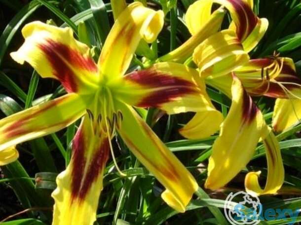 Лилейник-спайдер фри веллин, фотография 1