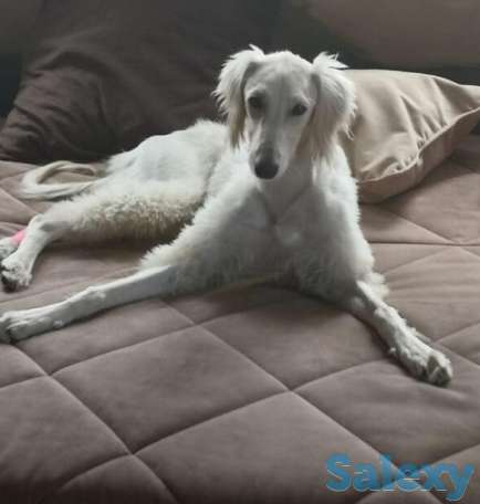 Тазы и салюки щенки питомник Кронверский, фотография 2