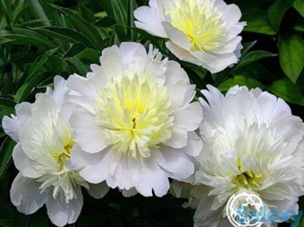 Пион прима вера, фотография 1