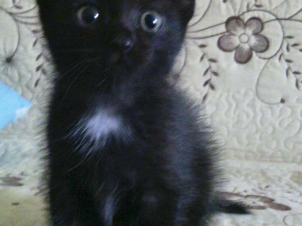 Отдам котенка в хорошие руки . , фотография 1