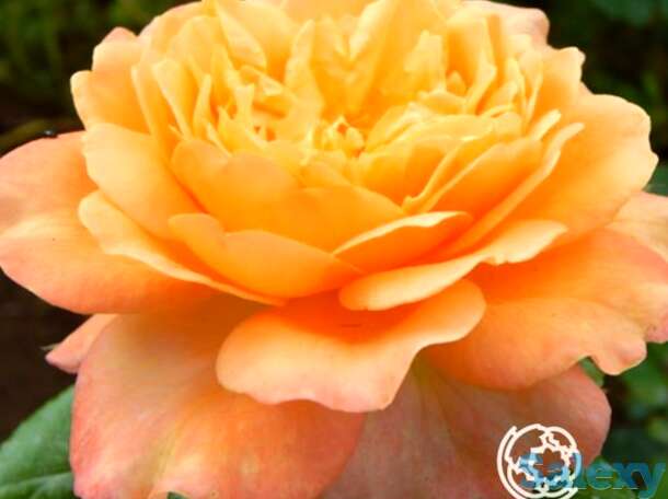 Роза самаритан, харкнесс, фотография 1