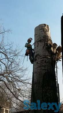 Спил деревьев. Евгений верхолаз (арборист), спецтехника. Обрезка, кронировка., фотография 7