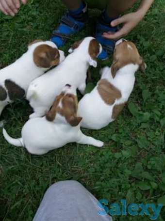 Акция ровно на неделю на щенков Джек Рассел терьера., фотография 1