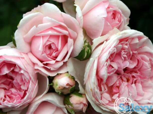 Роза синдерелла, топалович, фотография 1