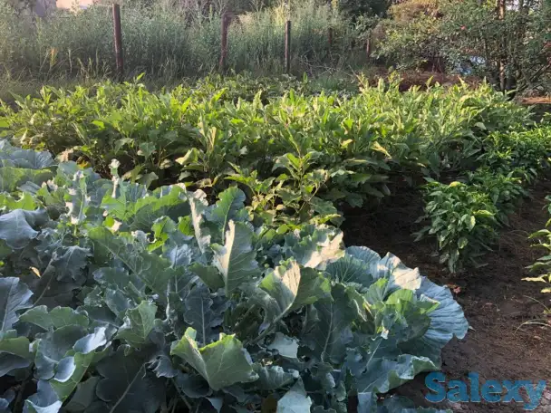 Продам дачу на Первомайских прудах (Ардагер-Ветеран), фотография 9